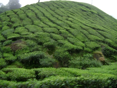 Tea Field.JPG